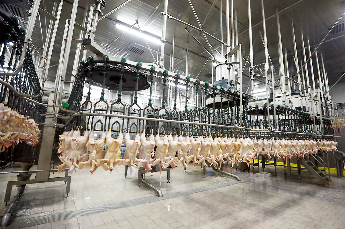 Chicken and poultry cold storage image 2
