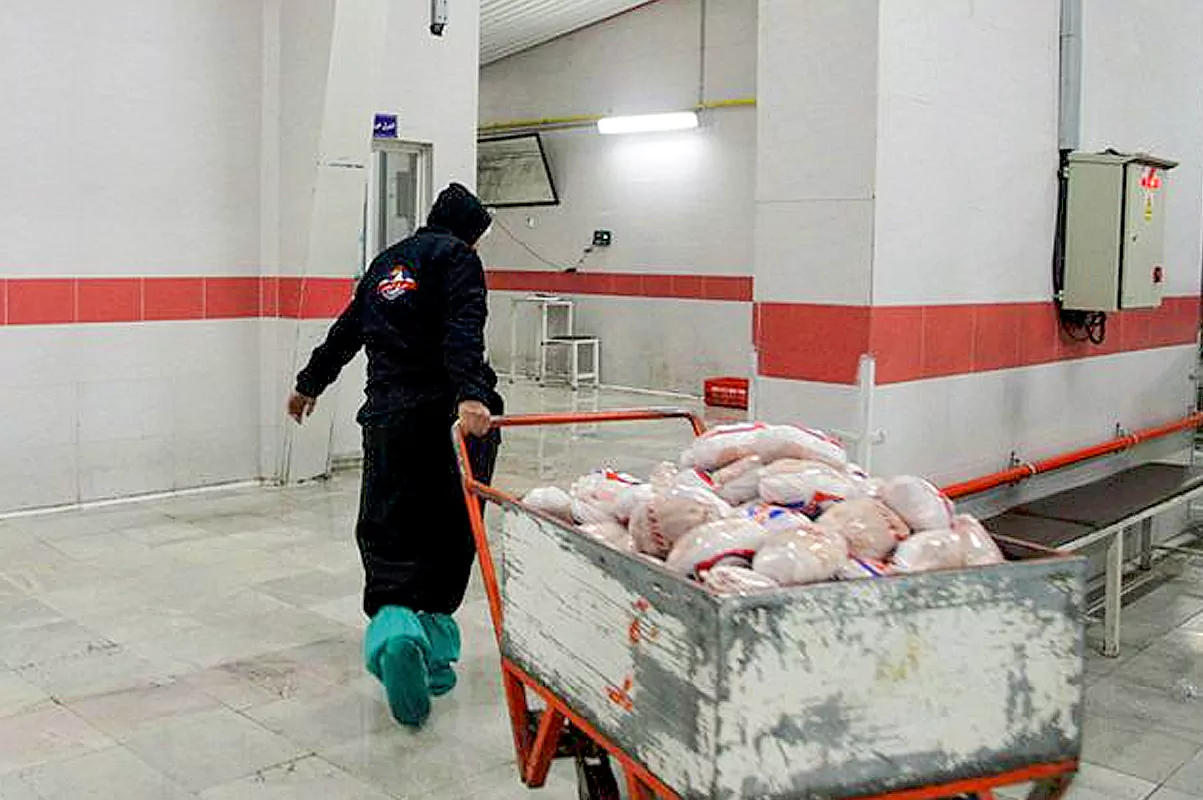 Chicken and poultry cold storage image 4