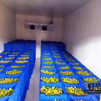 سردخانه مرکبات کانکسی