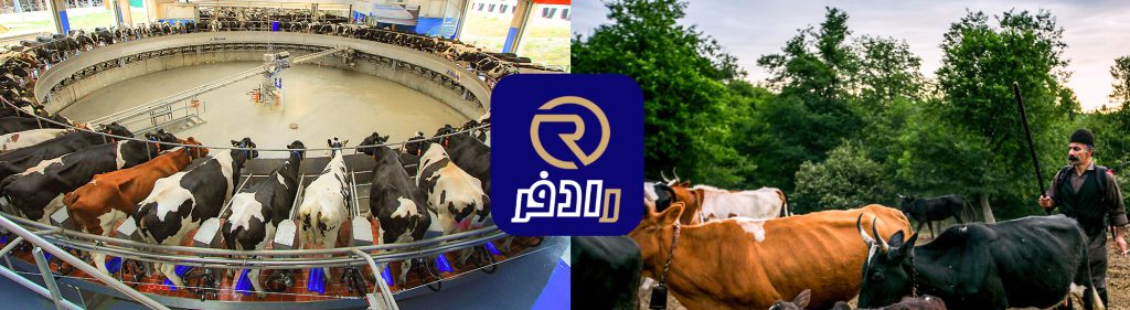 مقایسه دامداری سنتی با دامداری صنعتی