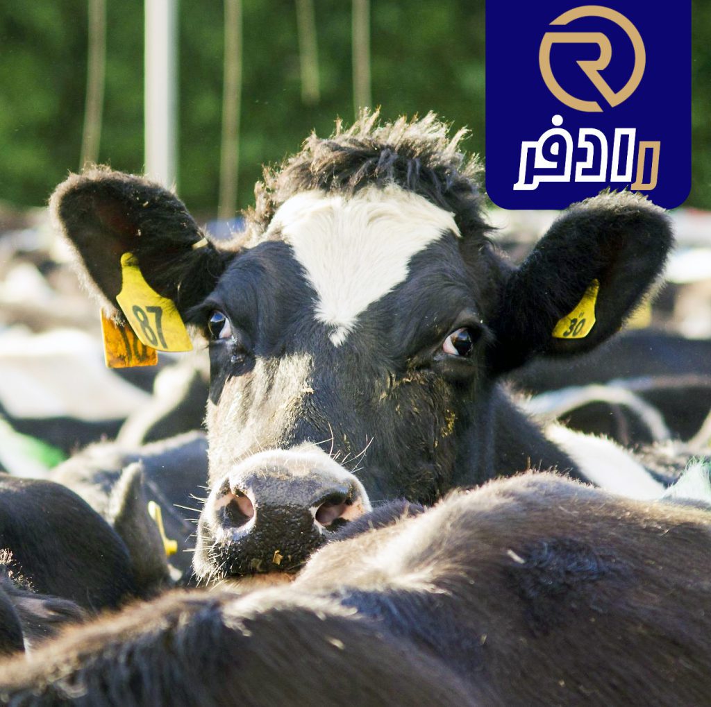 تجهیزات راه اندازی دامداری صنعتی