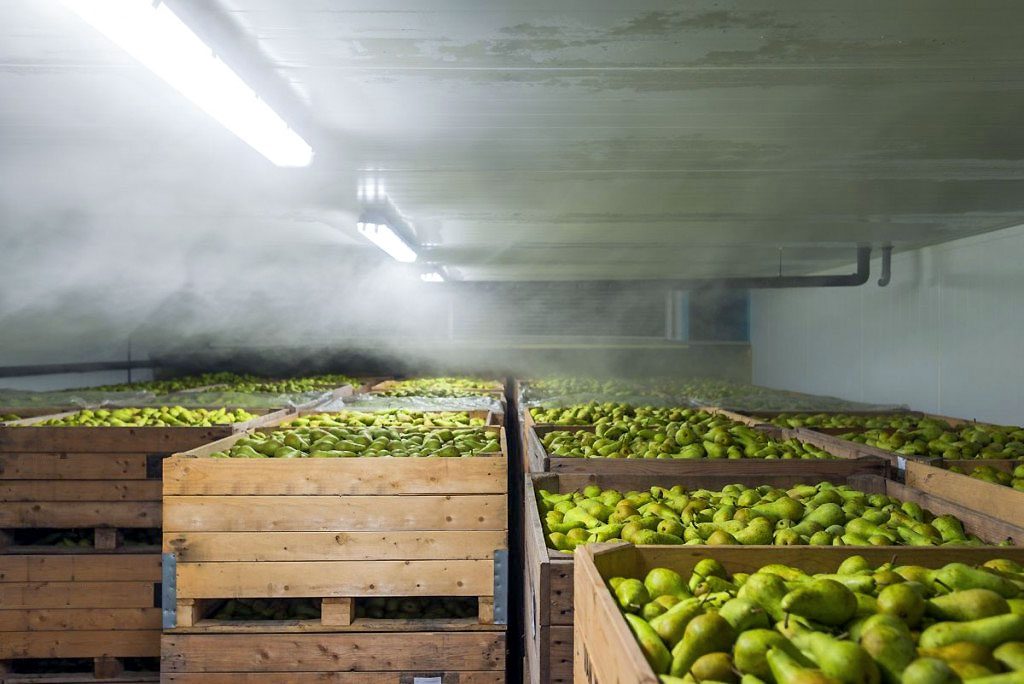 Pear cold storage image 4