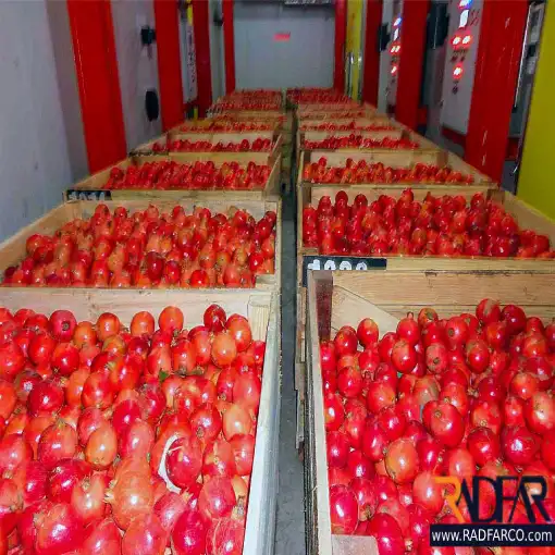 Pomegranate Cold Storage Pic 1