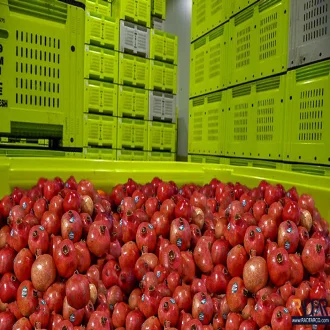 سردخانه انار