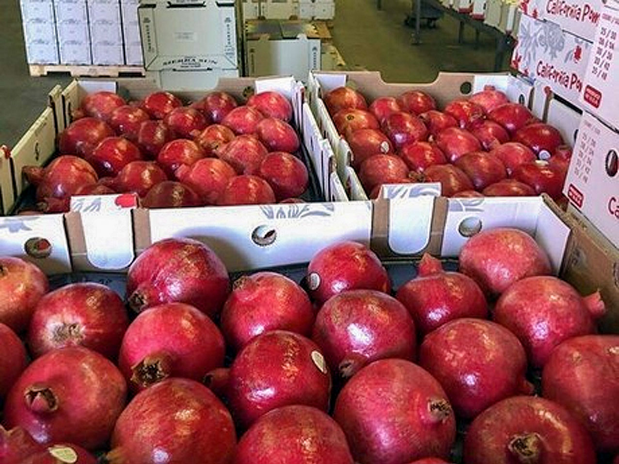 Pomegranate Cold Storage Pic 6