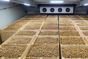 سردخانه های سیب زمینی گروه صنعتی رادفر