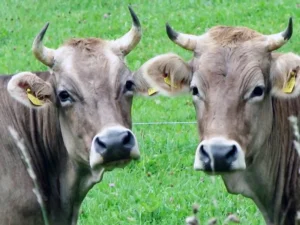 گاو نژاد براون سوئیسی (Brown Swiss)