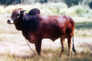 گاو نژاد دشتیاری