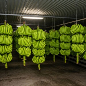 fruit cold storage 005