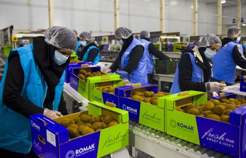 fruit sorting and packing cold storage