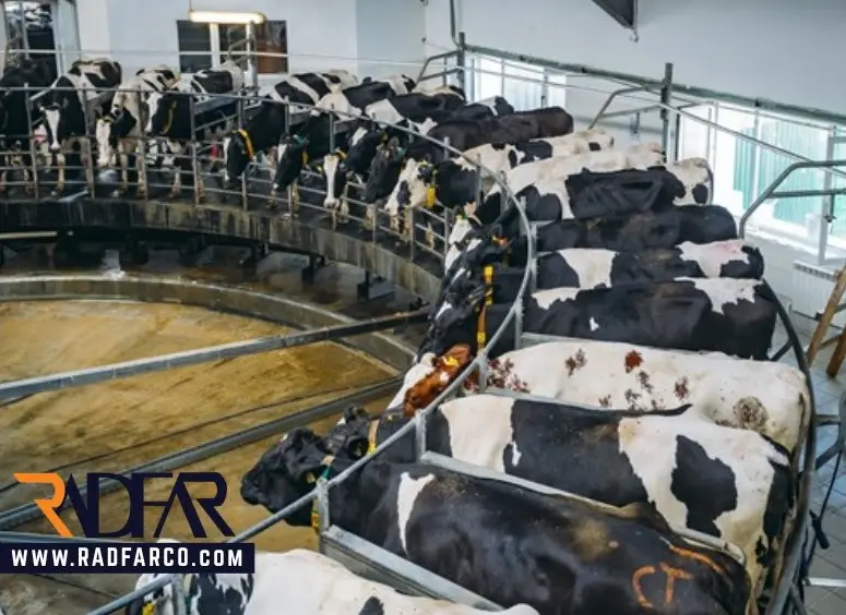 industrial cattle farming