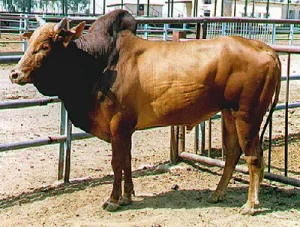 گاو نژاد نجدی